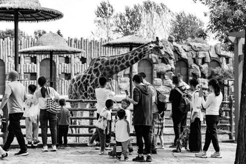 济南野生动物世界客流如织